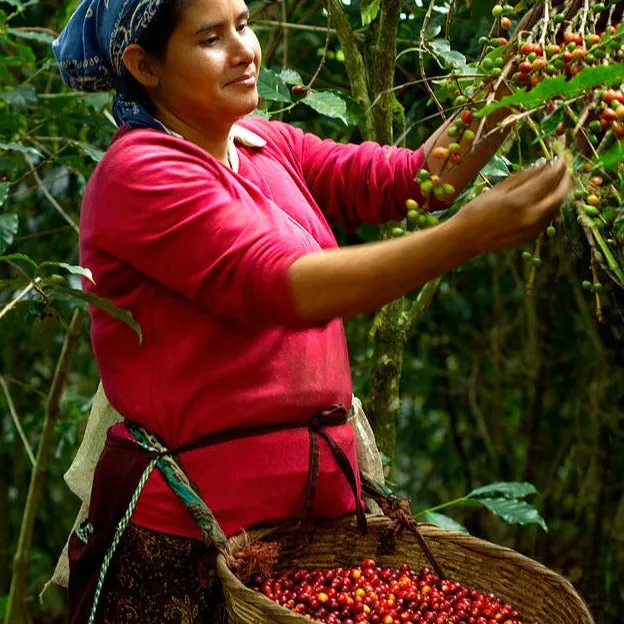 Finca El Cerro Anacafe Natural - Apaneca Llamatepec