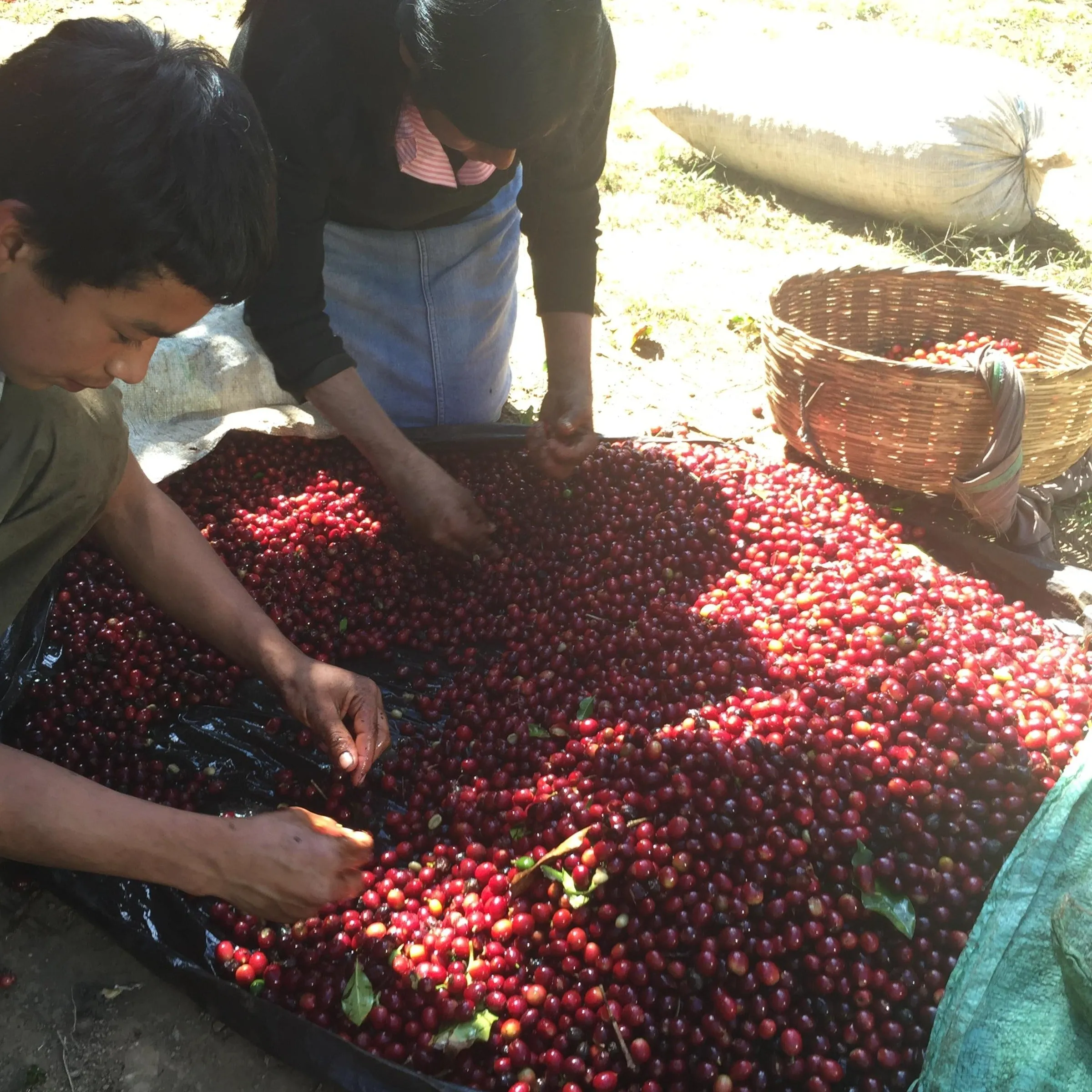 Las Cruces Anaerobic Honey - Apaneca